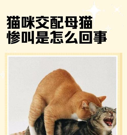 母猫与小猫打架的原因和处理方法(了解母猫与小猫之间的关系) 母猫与小猫打架的原因和处理方法(了解母猫与小猫之间的关系)