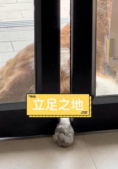 如何训练狗狗挣地盘（建立宠物的领地意识）