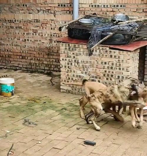 如何训练狗狗挣地盘(建立宠物的领地意识) 如何训练狗狗挣地盘(建立宠物的领地意识)