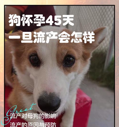 狗狗怀孕的时间和注意事项(了解狗狗怀孕的周期) 狗狗怀孕的时间和注意事项(了解狗狗怀孕的周期)