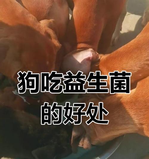 益生菌狗狗的水需求量(让你的宠物健康饮水) 益生菌狗狗的水需求量(让你的宠物健康饮水)