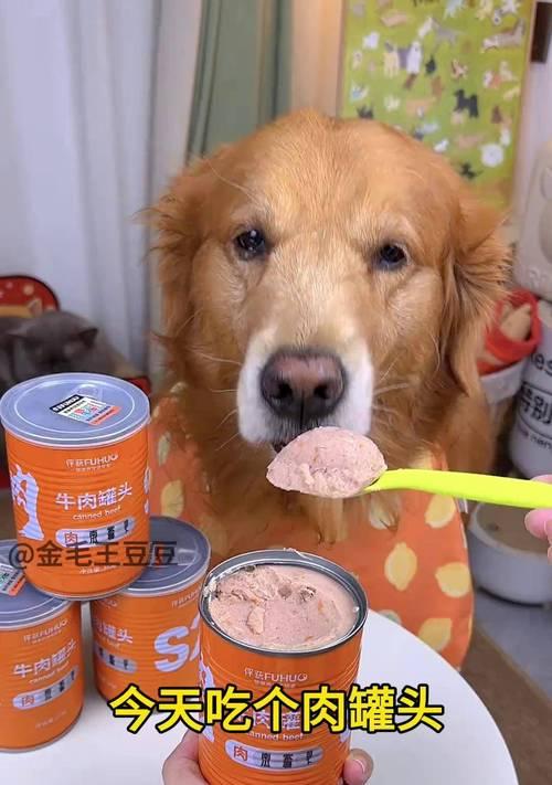 如何科学喂养6个月大的宠物犬（以肉类为主食）