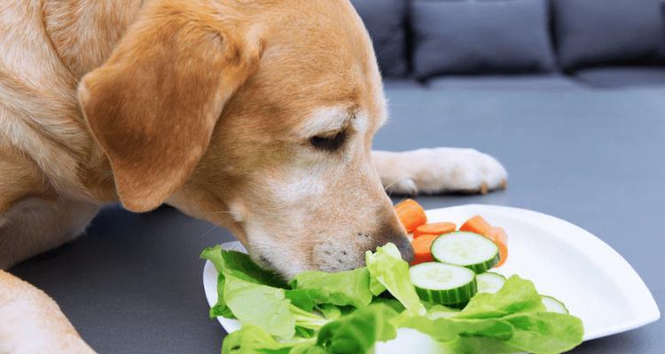 如何科学喂养6个月大的宠物犬（以肉类为主食）