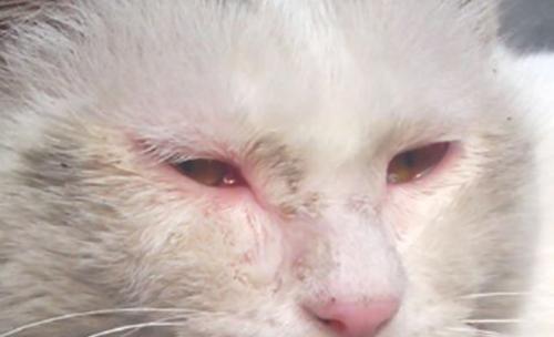 如何有效清理小猫眼角分泌物（正确的方法和工具让你的宠物更健康）