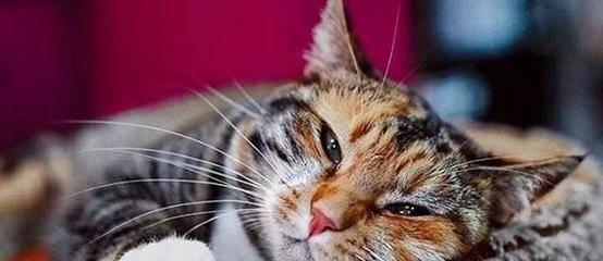 如何有效清理小猫眼角分泌物（正确的方法和工具让你的宠物更健康）