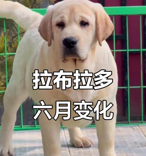 如何鉴别拉布拉多幼犬(宠物爱好者必备的技能与知识/拉布拉多幼犬鉴别方法详解) 如何鉴别拉布拉多幼犬(宠物爱好者必备的技能与知识/拉布拉多幼犬鉴别方法详解)