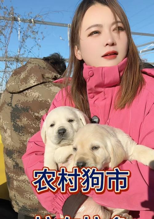 如何鉴别拉布拉多幼犬(宠物爱好者必备的技能与知识/拉布拉多幼犬鉴别方法详解) 如何鉴别拉布拉多幼犬(宠物爱好者必备的技能与知识/拉布拉多幼犬鉴别方法详解)