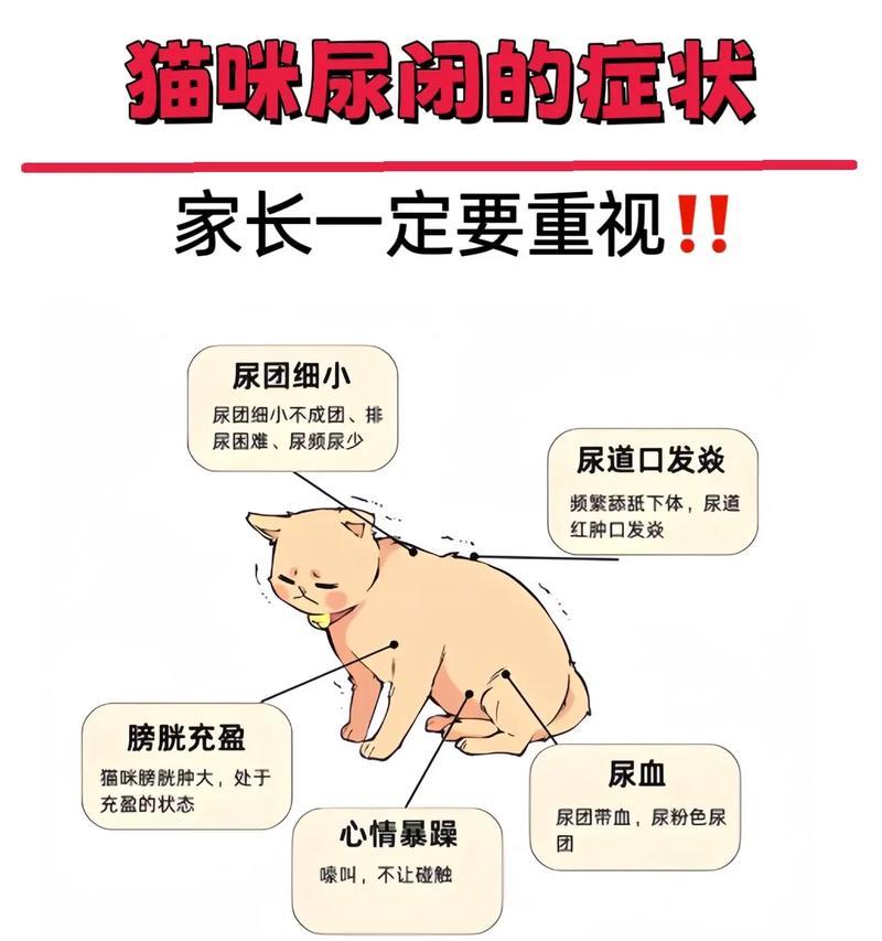 小猫为什么不爱洗澡(探究小猫不爱洗澡的原因及如何让小猫愉快地洗澡) 小猫为什么不爱洗澡(探究小猫不爱洗澡的原因及如何让小猫愉快地洗澡)