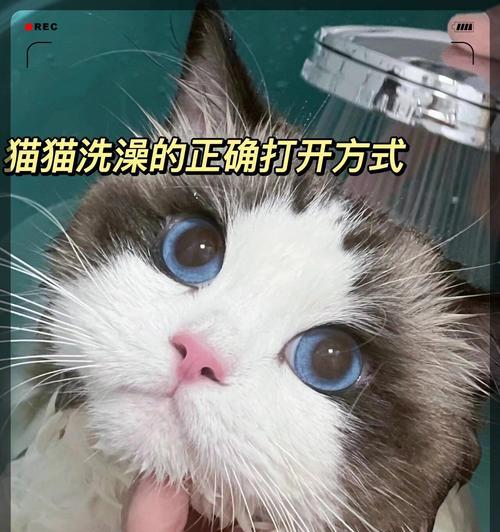 小猫为什么不爱洗澡(探究小猫不爱洗澡的原因及如何让小猫愉快地洗澡) 小猫为什么不爱洗澡(探究小猫不爱洗澡的原因及如何让小猫愉快地洗澡)