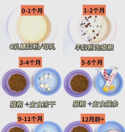 小猫每顿吃多少猫粮(了解宠物饮食习惯) 小猫每顿吃多少猫粮(了解宠物饮食习惯)