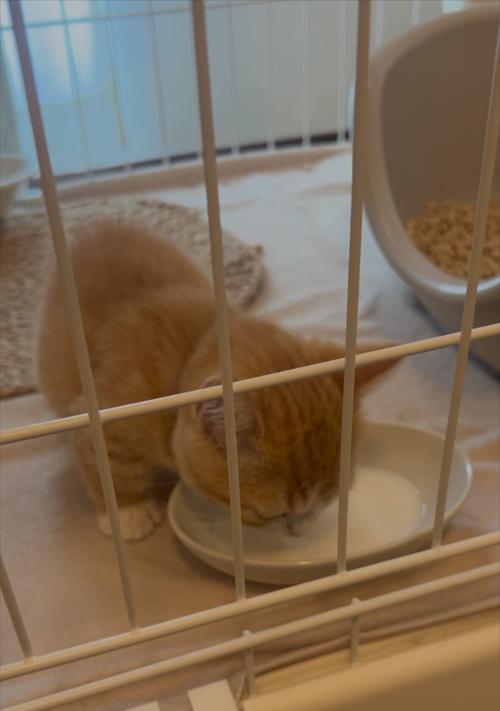 小猫能喝的牛奶种类有哪些（以宠物为主）