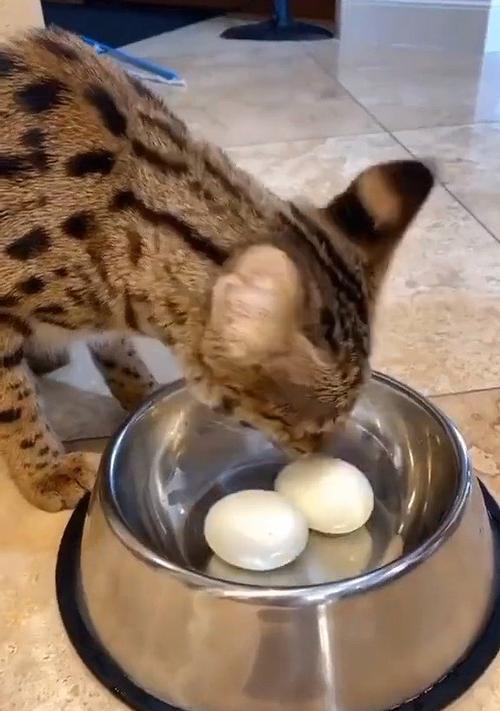 猫咪能否吃鸡蛋(宠物养护指南) 猫咪能否吃鸡蛋(宠物养护指南)
