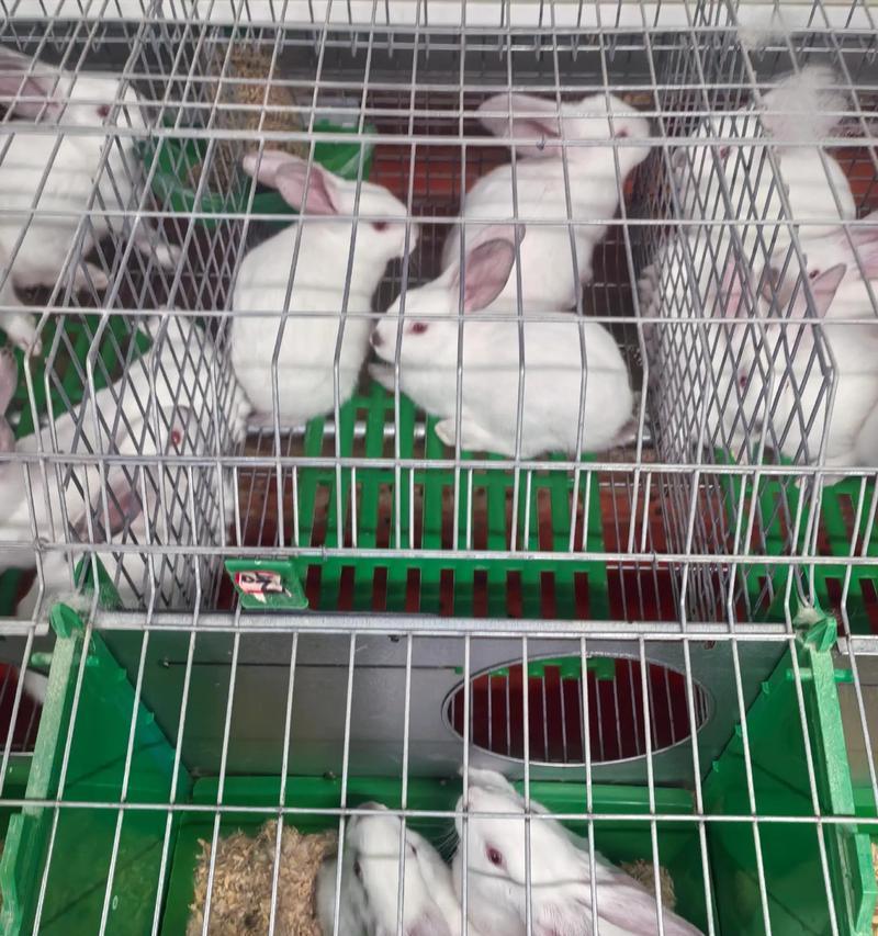 如何选择适合宠物的獭兔饲料 如何选择适合宠物的獭兔饲料