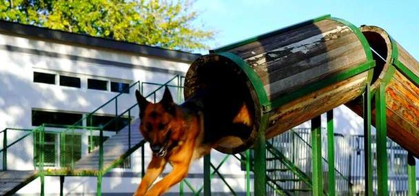 以色列军犬训练（探秘以军犬的训练和运用）