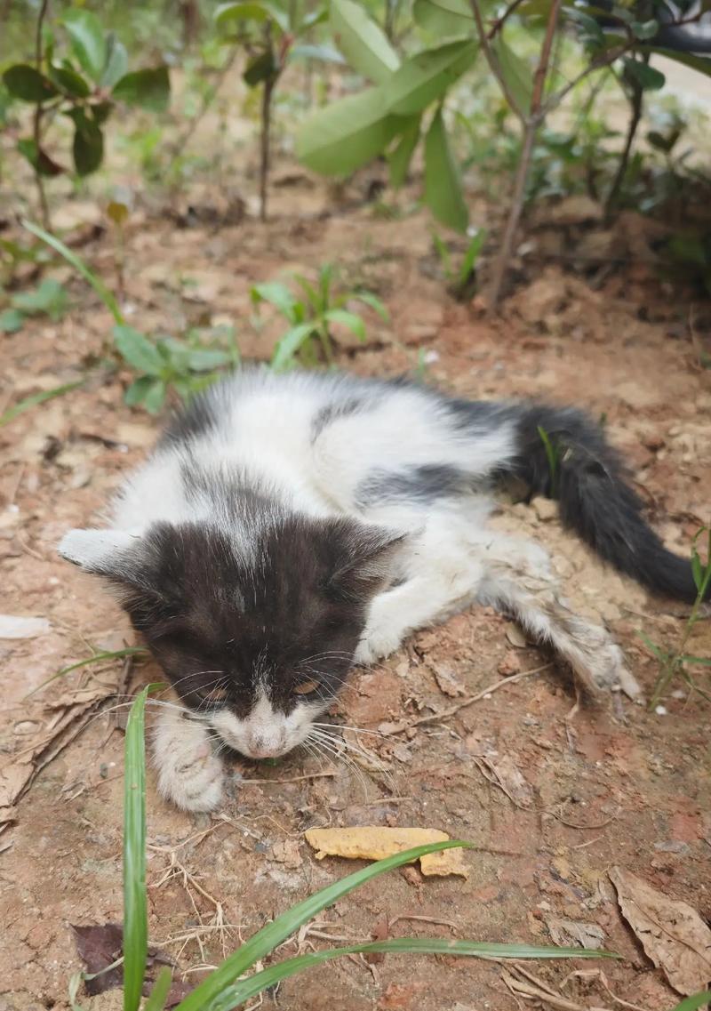 宠物摔伤怎么办（以小猫摔到腿为例）
