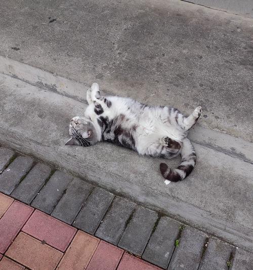 宠物摔伤怎么办（以小猫摔到腿为例）