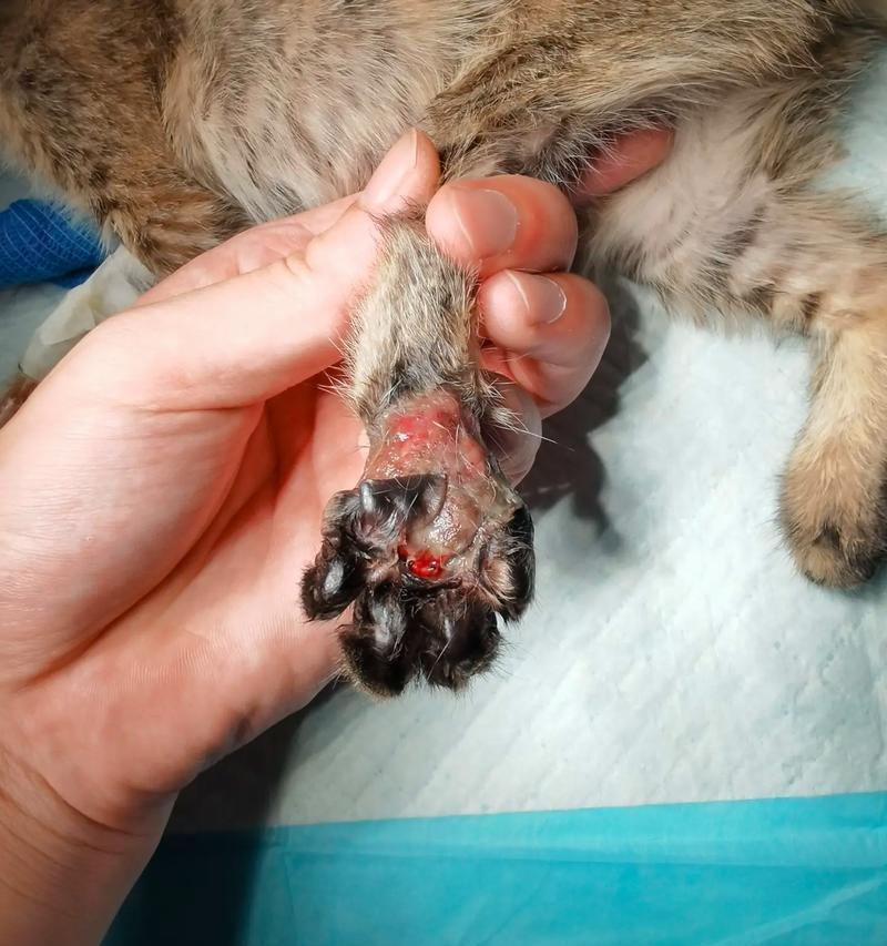 宠物摔伤怎么办（以小猫摔到腿为例）