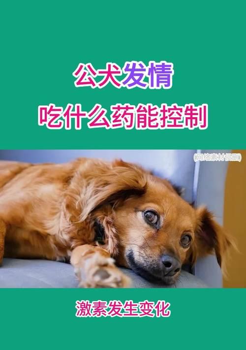 如何正确诱导狗狗发情(萌宠之爱) 如何正确诱导狗狗发情(萌宠之爱)