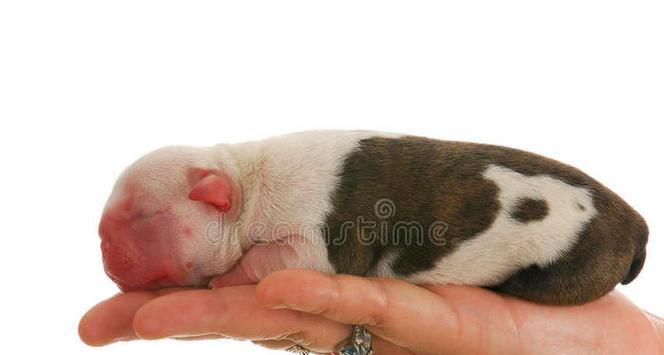 新生幼犬每次饮水量应注意的事项（合理的饮水量能保证宠物健康成长）