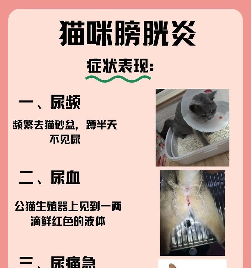 揭秘公猫乱尿的真相（宠物主人必读）