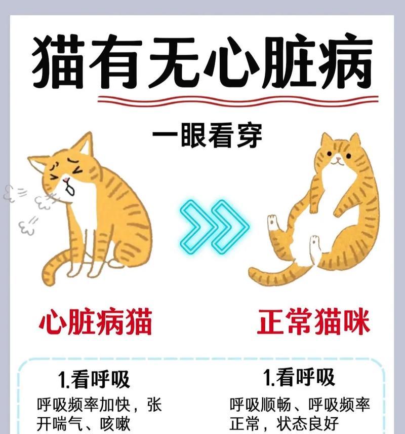 小猫生病怎么办（宠物猫生病应该怎样饮食？——以食养病）