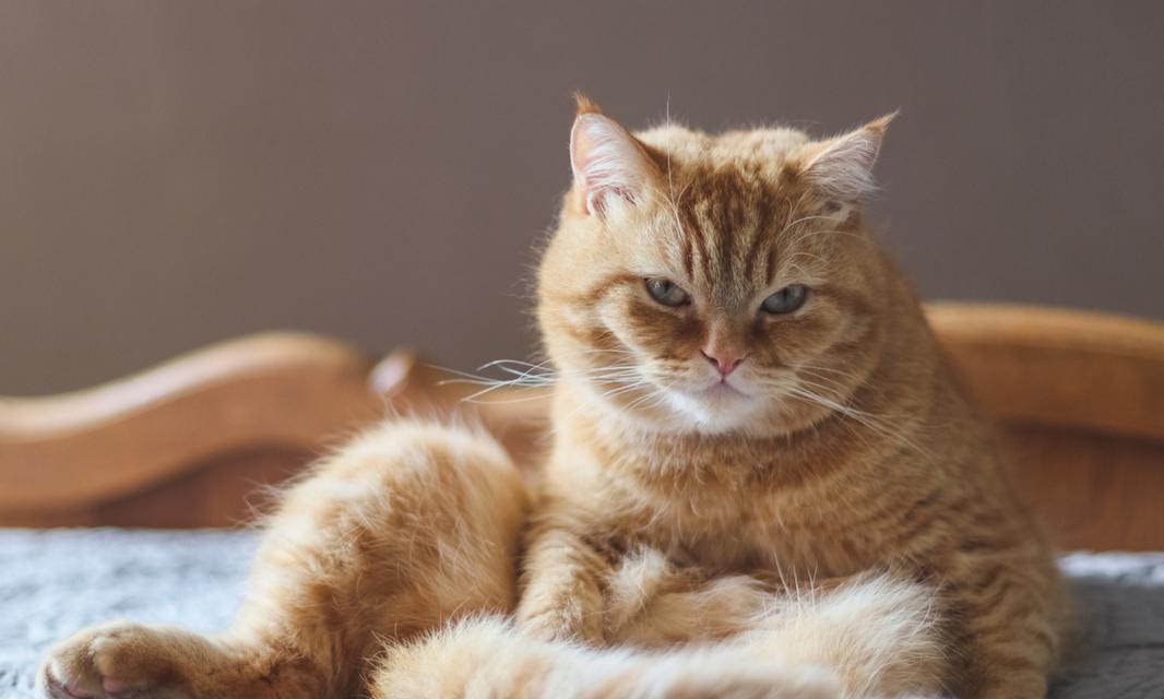 猫咪耳朵发热的原因和应对方法(以宠物为主) 猫咪耳朵发热的原因和应对方法(以宠物为主)