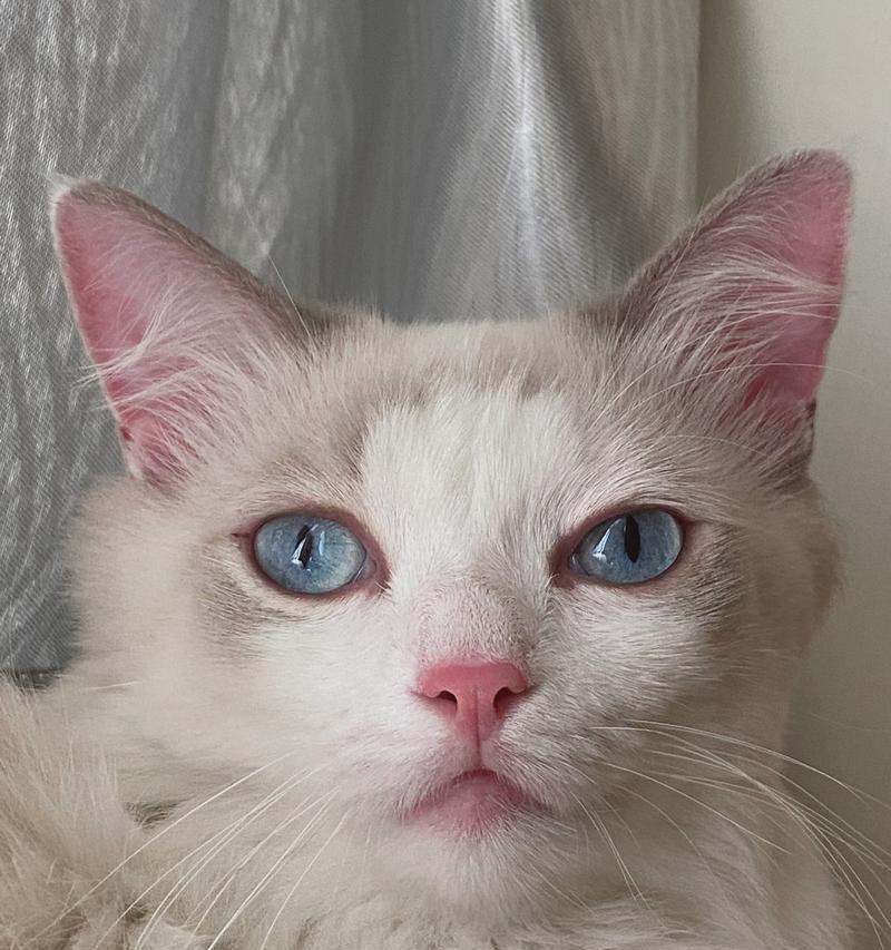 猫咪耳朵发热的原因和应对方法(以宠物为主) 猫咪耳朵发热的原因和应对方法(以宠物为主)