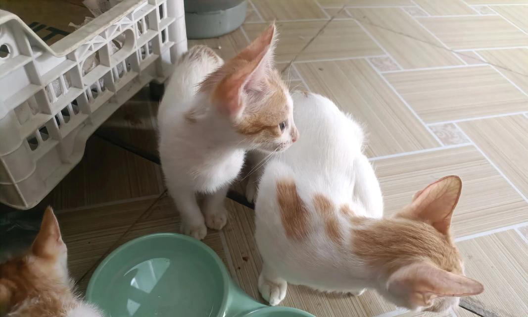 以宠物为主,详解小猫吃鸡蛋的利与弊(以宠物为主) 以宠物为主,详解小猫吃鸡蛋的利与弊(以宠物为主)