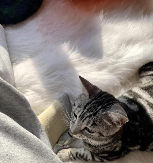 小猫遇上打喷嚏呕吐拉稀，如何给宠物提供最好的帮助（探索小猫生病时的症状、原因和应对方法）