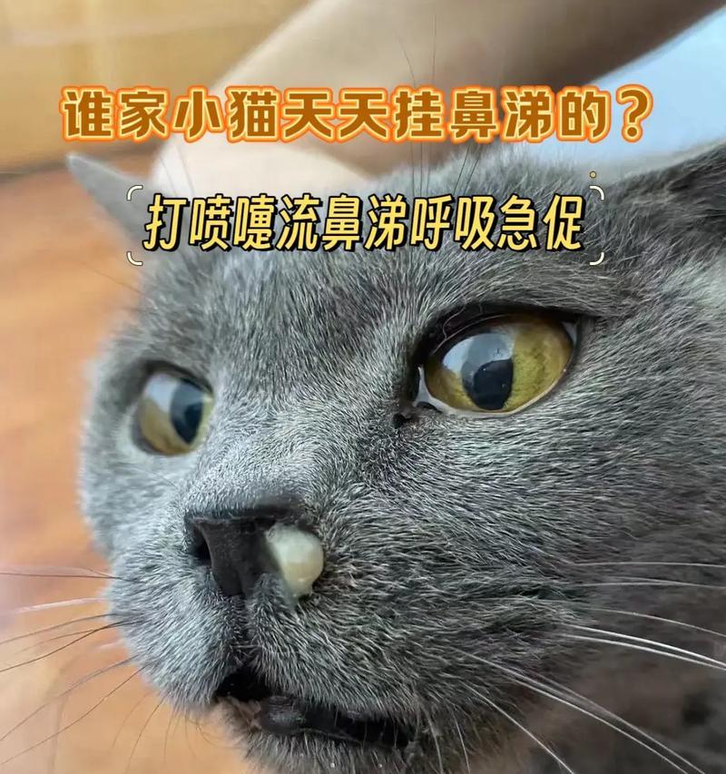 小猫遇上打喷嚏呕吐拉稀，如何给宠物提供最好的帮助（探索小猫生病时的症状、原因和应对方法）