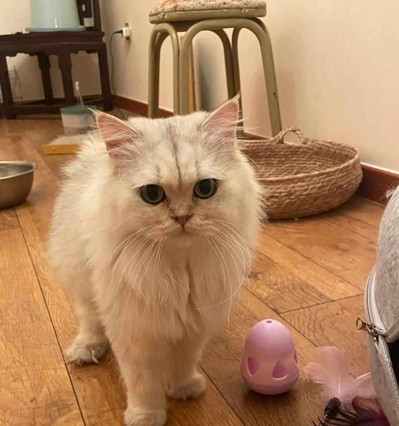 小猫遇上打喷嚏呕吐拉稀，如何给宠物提供最好的帮助（探索小猫生病时的症状、原因和应对方法）