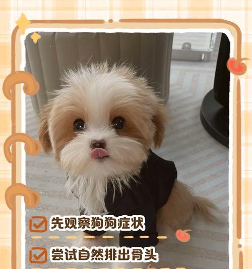 2个月大的宠物狗可以吃狗粮吗(了解狗粮对宠物狗健康的影响) 2个月大的宠物狗可以吃狗粮吗(了解狗粮对宠物狗健康的影响)