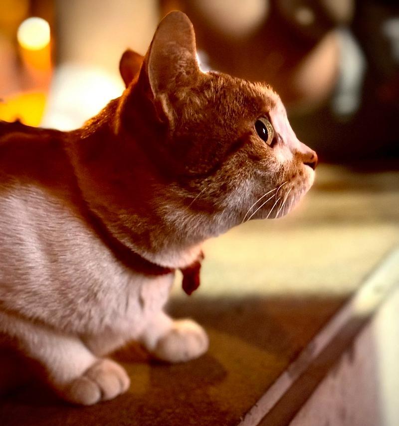 宠物母猫不吃东西，应该怎么办（如何帮助你的母猫重新开始进食）