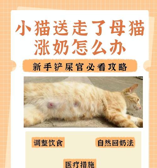 宠物母猫不吃东西，应该怎么办（如何帮助你的母猫重新开始进食）