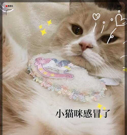 宠物感冒药中毒的危害（如何预防和处理宠物感冒药中毒）