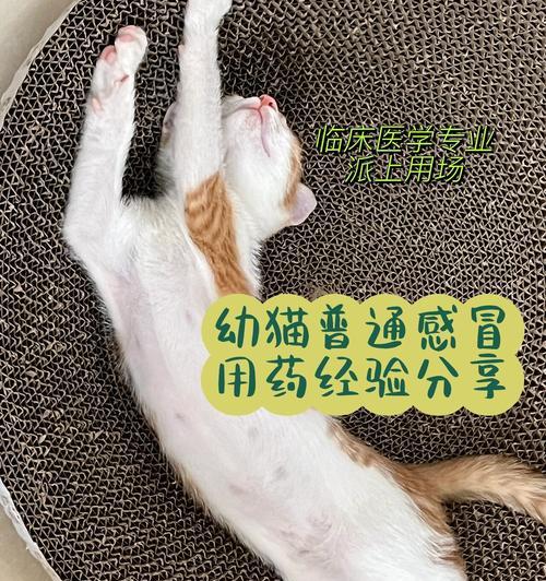宠物感冒药中毒的危害（如何预防和处理宠物感冒药中毒）