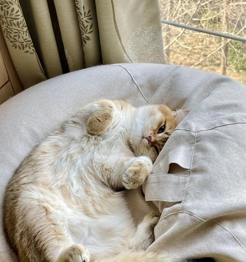 猫咪喝水咳嗽原因分析（探寻猫咪喝水咳嗽的根源）