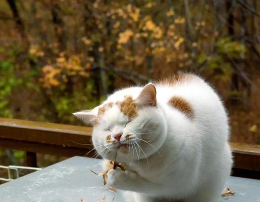 猫咪喝水咳嗽原因分析（探寻猫咪喝水咳嗽的根源）
