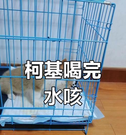 猫咪喝水咳嗽原因分析（探寻猫咪喝水咳嗽的根源）