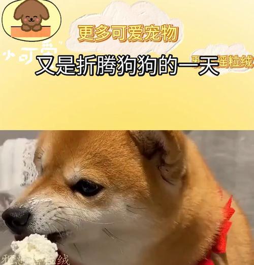 小狗的一天——探索宠物生活（从早到晚）