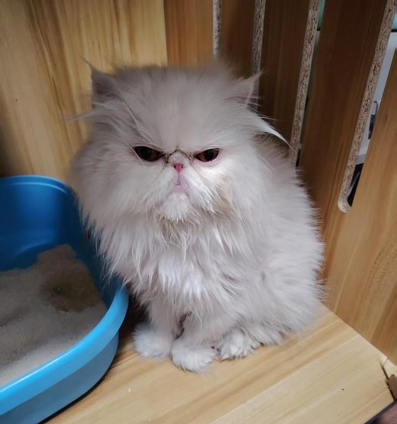 加菲猫和波斯猫的不同之处(了解它们的独特性) 加菲猫和波斯猫的不同之处(了解它们的独特性)