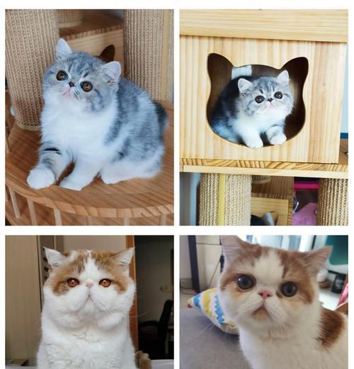 加菲猫和波斯猫的不同之处(了解它们的独特性) 加菲猫和波斯猫的不同之处(了解它们的独特性)