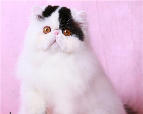 加菲猫和波斯猫的不同之处(了解它们的独特性) 加菲猫和波斯猫的不同之处(了解它们的独特性)