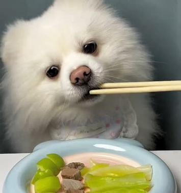 狗狗吃包心菜的好处(探索狗狗食谱的新领域) 狗狗吃包心菜的好处(探索狗狗食谱的新领域)
