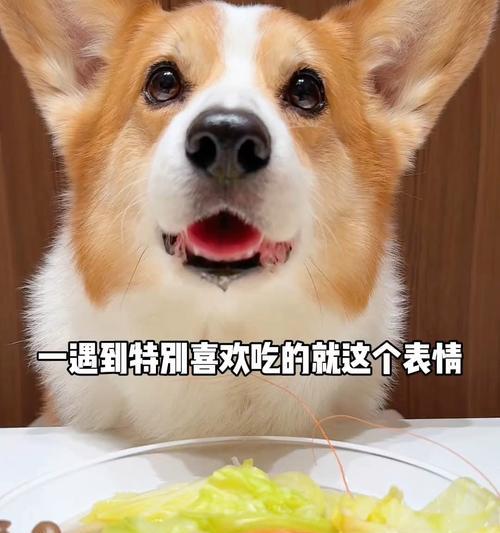 狗狗吃包心菜的好处(探索狗狗食谱的新领域) 狗狗吃包心菜的好处(探索狗狗食谱的新领域)