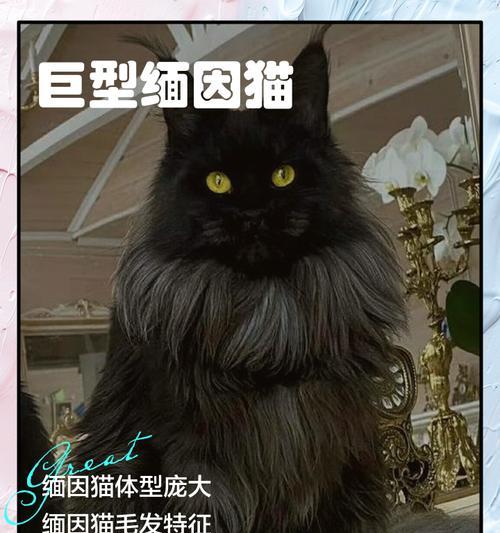 黑色长毛巨型犬的魅力(探秘这个温柔巨兽) 黑色长毛巨型犬的魅力(探秘这个温柔巨兽)