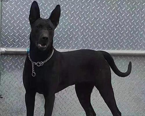 黑色长毛巨型犬的魅力(探秘这个温柔巨兽) 黑色长毛巨型犬的魅力(探秘这个温柔巨兽)