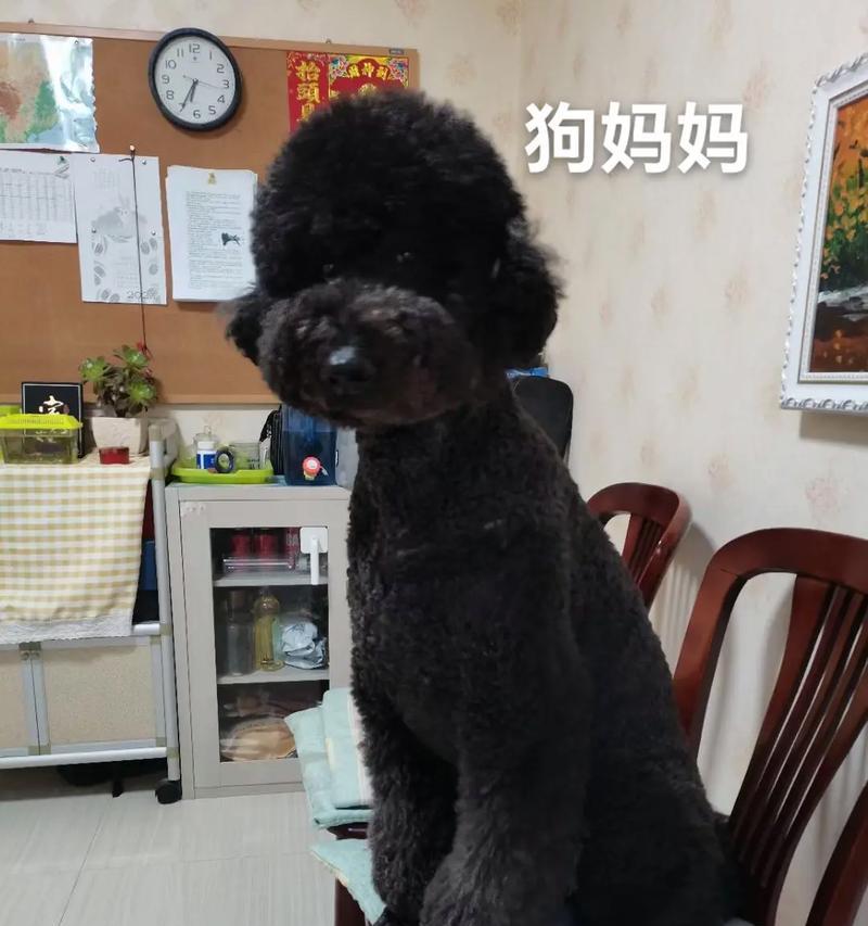黑色长毛巨型犬的魅力(探秘这个温柔巨兽) 黑色长毛巨型犬的魅力(探秘这个温柔巨兽)