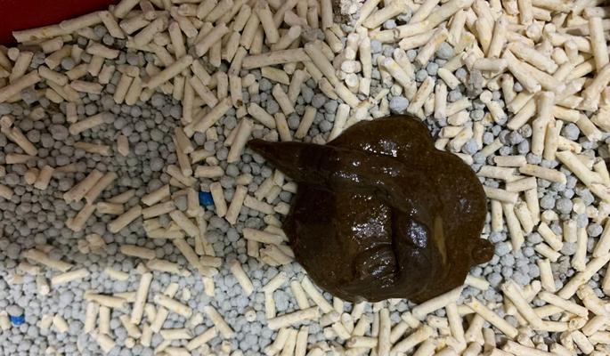 猫咪软便可否食用小米粥(宠物健康饮食的必备知识) 猫咪软便可否食用小米粥(宠物健康饮食的必备知识)