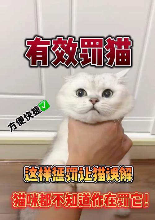 如何正确处理猫咪的错误行为(教你正确的猫咪教育技巧) 如何正确处理猫咪的错误行为(教你正确的猫咪教育技巧)